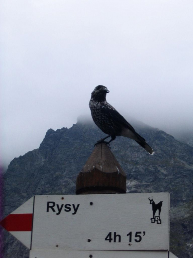 Rysy #Rysy #góry #tatry #ptak #MorskieOko