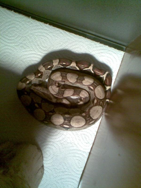 #BoaConstrictor