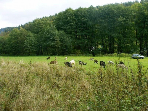 kozy na łące tuż przed lasem