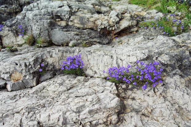 Prowansja flora