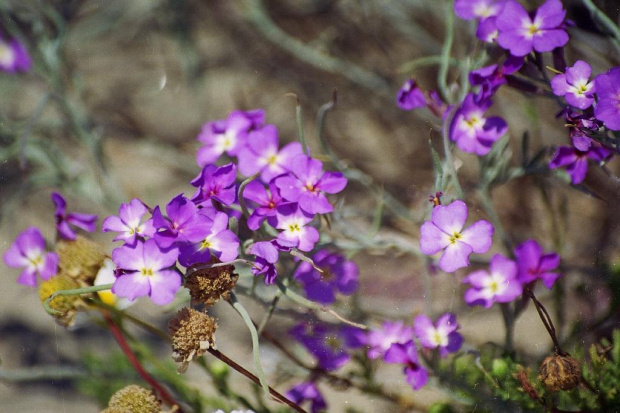 Prowansja flora