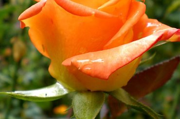 PIEKNE ROZE..... #ROZE