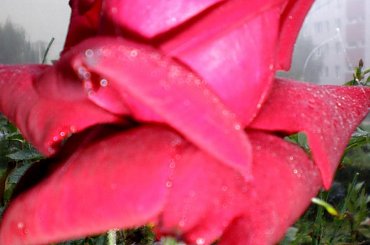 PIEKNE ROZE..... #ROZE